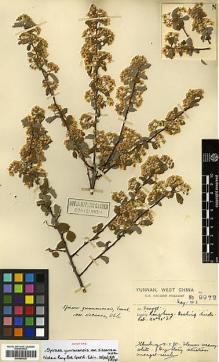 Type specimen at Edinburgh (E). Forrest, George: 9972. Barcode: E00385320.