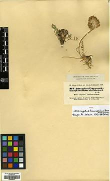 Type specimen at Edinburgh (E). Kotschy, Carl (Karl): 313. Barcode: E00385333.