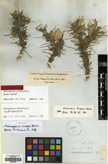 Type specimen at Edinburgh (E). Chesney, Francis: 32. Barcode: E00385348.
