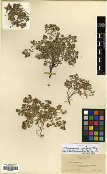 Type specimen at Edinburgh (E). Heller, Amos: 11058. Barcode: E00385363.