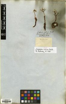 Type specimen at Edinburgh (E). Hartweg, Karl: 34. Barcode: E00385370.