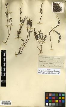 Type specimen at Edinburgh (E). Purpus, Carl: 4513. Barcode: E00385372.