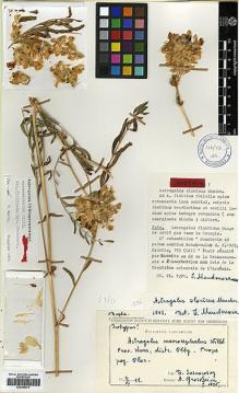 Type specimen at Edinburgh (E). Sosnowskyi, Dmitrii: . Barcode: E00385374.