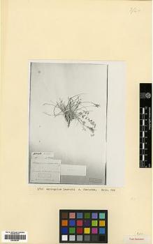 Type specimen at Edinburgh (E). : 964. Barcode: E00385387.