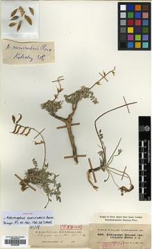Type specimen at Edinburgh (E). Kotschy, Carl (Karl): 358. Barcode: E00385389.
