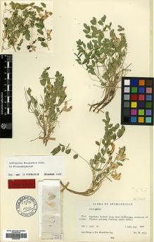 Type specimen at Edinburgh (E). Hedge, Ian; Wendelbo, Per: W3743. Barcode: E00385397.