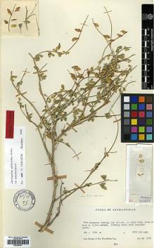 Type specimen at Edinburgh (E). Hedge, Ian; Wendelbo, Per: W3670. Barcode: E00385401.