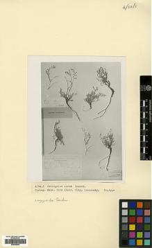 Type specimen at Edinburgh (E). Sosnowskyi, Dmitrii: . Barcode: E00385406.