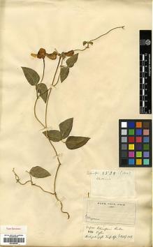 Type specimen at Edinburgh (E). Schimper, Georg: 1539. Barcode: E00385436.