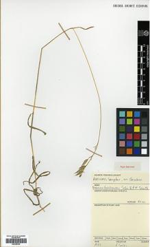 Type specimen at Edinburgh (E). Sales, Fátima: . Barcode: E00385442.