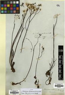 Type specimen at Edinburgh (E). Wallich, Nathaniel: 3280/390. Barcode: E00385448.
