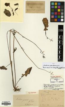Type specimen at Edinburgh (E). Ducloux, Francois: 68. Barcode: E00385451.