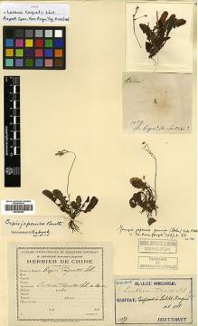 Type specimen at Edinburgh (E). Taquet, Emile: 1059. Barcode: E00385453.