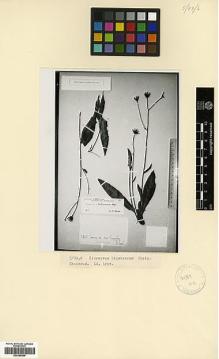 Type specimen at Edinburgh (E). Lipsky, W: . Barcode: E00385466.