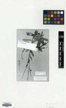 Type specimen at Edinburgh (E). Balansa, Benedict: . Barcode: E00385471.