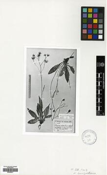 Type specimen at Edinburgh (E). Sintenis, Paul: 7187A. Barcode: E00385477.