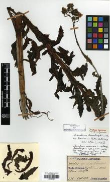 Type specimen at Edinburgh (E). Faurie, Urbain: 732. Barcode: E00385488.