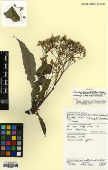 Type specimen at Edinburgh (E). Wood, John: 6268. Barcode: E00385489.