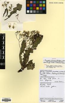 Type specimen at Edinburgh (E). Wood, John: 6268. Barcode: E00385490.