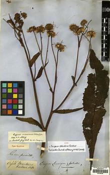 Type specimen at Edinburgh (E). Gardner, George: 507. Barcode: E00385495.
