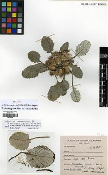 Type specimen at Edinburgh (E). Dar, G.: 8325. Barcode: E00385498.