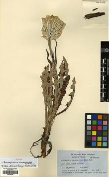 Type specimen at Edinburgh (E). Ludlow, Frank; Sherriff, George: 2158. Barcode: E00385499.