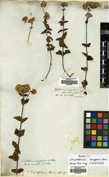 Type specimen at Edinburgh (E). Tweedie, John: . Barcode: E00385501.