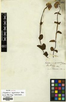 Type specimen at Edinburgh (E). Tweedie, John: . Barcode: E00385505.