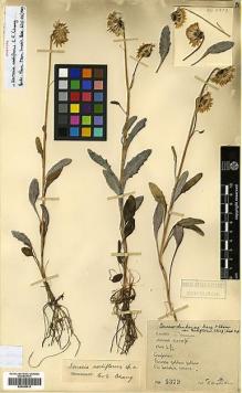 Type specimen at Edinburgh (E). Kingdon-Ward, Francis: 5379. Barcode: E00385518.