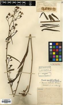 Type specimen at Edinburgh (E). Bodinier, Emile: 19D. Barcode: E00385521.