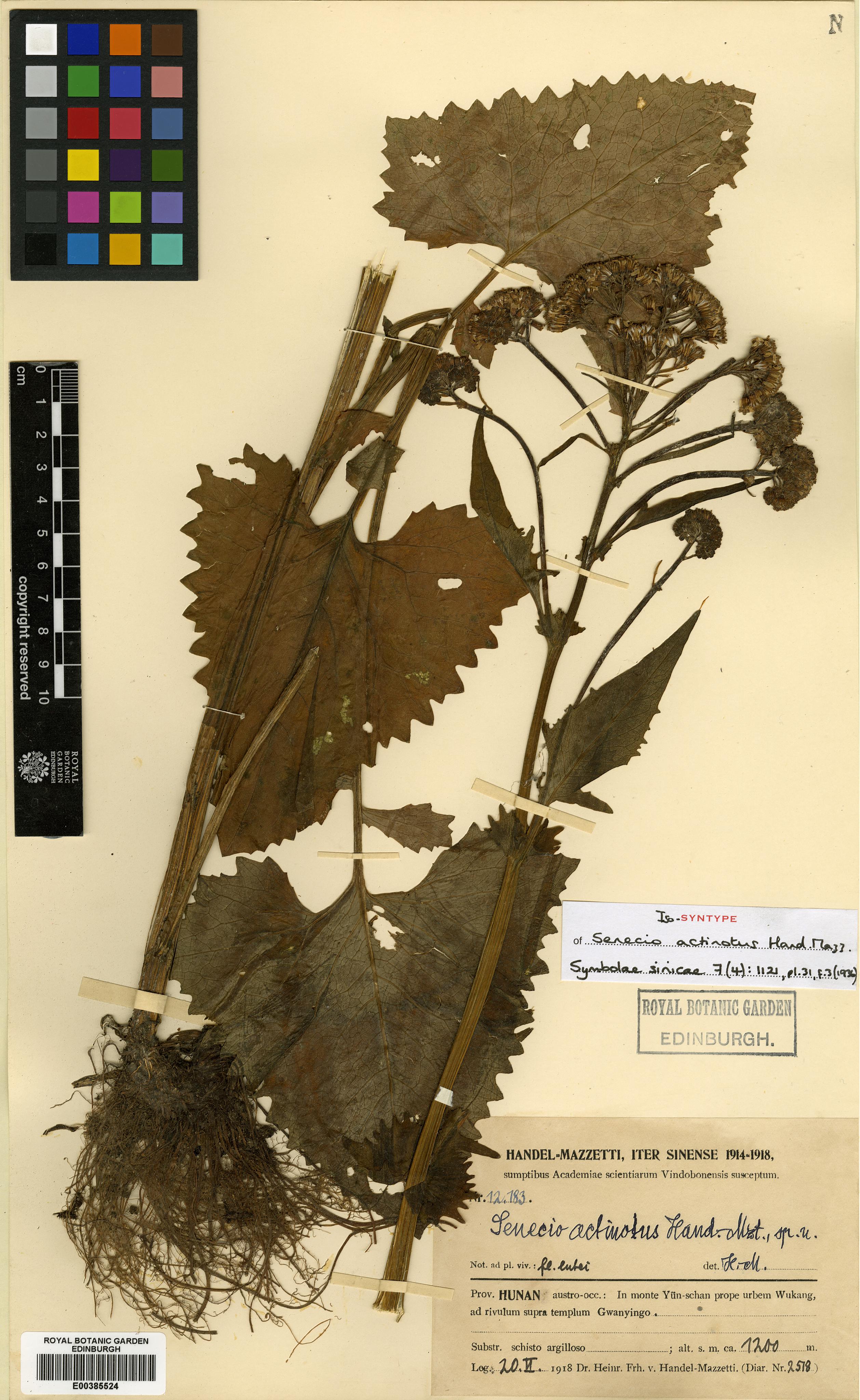 Senecio actinotus (Senecio actinotus)