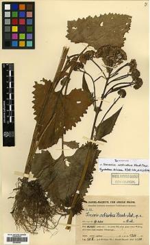 Type specimen at Edinburgh (E). Handel-Mazzetti, Heinrich: 12183. Barcode: E00385524.