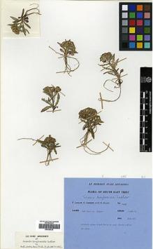 Type specimen at Edinburgh (E). Ludlow, Frank; Sherriff, George; Elliot, H.: 14432. Barcode: E00385525.