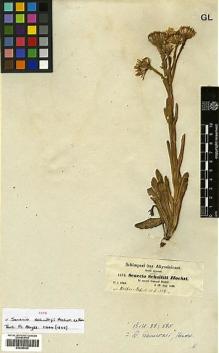 Type specimen at Edinburgh (E). Schimper, Georg: 1278. Barcode: E00385529.