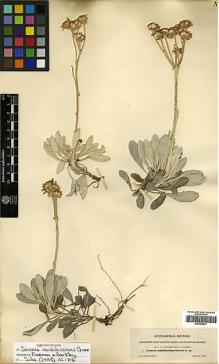 Type specimen at Edinburgh (E). Townsend, Charles; Barber, Charles: 1. Barcode: E00385541.