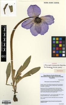 Type specimen at Edinburgh (E). Sino-British Qinghai Alpine Garden Society Expedition: 500. Barcode: E00385542.