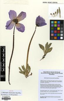 Type specimen at Edinburgh (E). Sino-British Qinghai Alpine Garden Society Expedition: 500. Barcode: E00385543.
