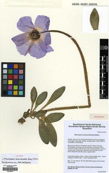 Type specimen at Edinburgh (E). Sino-British Qinghai Alpine Garden Society Expedition: 500. Barcode: E00385544.
