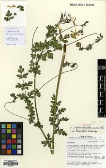 Type specimen at Edinburgh (E). Sino-British Qinghai Expedition 1997: 459. Barcode: E00385546.