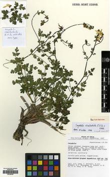 Type specimen at Edinburgh (E). Sino-British Qinghai Expedition 1997: 741. Barcode: E00385549.