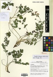 Type specimen at Edinburgh (E). Sino-British Qinghai Expedition 1997: 371. Barcode: E00385551.