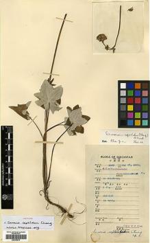 Type specimen at Edinburgh (E). Fang, W.: 1060. Barcode: E00385570.