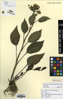 Type specimen at Edinburgh (E). Liu, Y.: 544. Barcode: E00385571.