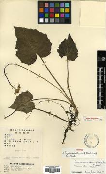 Type specimen at Edinburgh (E). Chien, Sung: 5550. Barcode: E00385573.