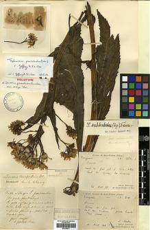 Type specimen at Edinburgh (E). Martin, Léon: 2185. Barcode: E00385577.