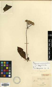 Type specimen at Edinburgh (E). Cavalerie, Pierre: 3312. Barcode: E00385578.