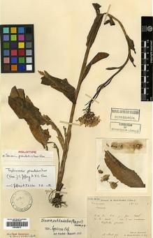 Type specimen at Edinburgh (E). Bodinier, Emile: 41. Barcode: E00385579.