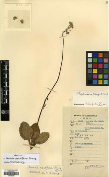 Type specimen at Edinburgh (E). Fang, W.: 1145. Barcode: E00385583.