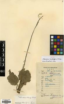 Type specimen at Edinburgh (E). Fang, W.: 1180. Barcode: E00385584.
