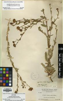 Type specimen at Edinburgh (E). Abrams, LeRoy: 3957. Barcode: E00385588.